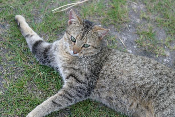 Tiggi nach Generalrestaurierung der Pfote