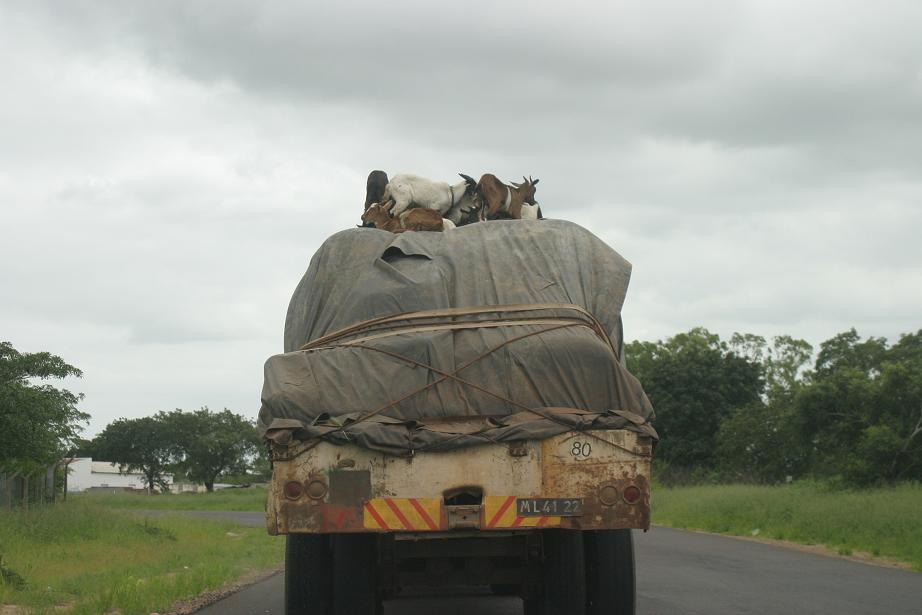 Ziegentransport